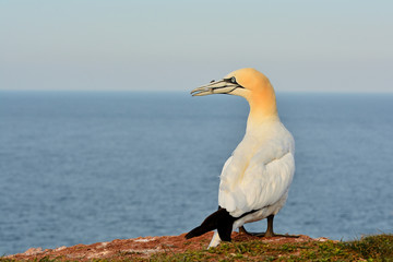 The northern gannet (Morus bassanus) seabird in the cliff of Helgoland island with feather in his...