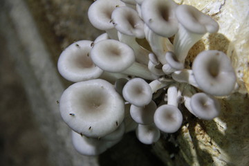 Mushroom cultivation in the nursery Mushrooms are naturally occurring plants that are beneficial to the body and can be eaten.
