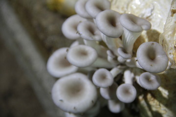 Mushroom cultivation in the nursery Mushrooms are naturally occurring plants that are beneficial to the body and can be eaten.