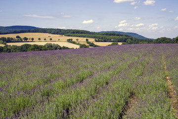 Lavendelfeld in Deutschland