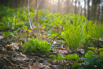Abstract Green leaf texture, background