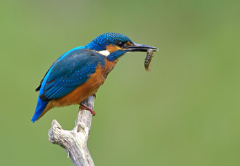 Kingfisher on a branch 27