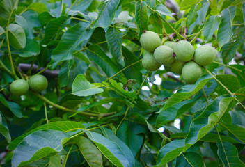 Unripe walnut on a branch in the garden