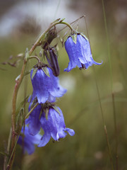Campanella