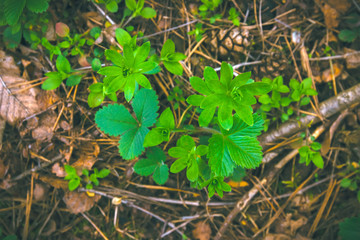 Abstract Green leaf texture, background