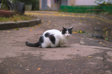 Stray street cats near industrial zone