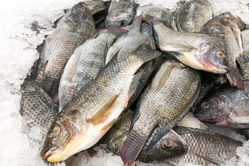 Black tilapia snapper fish on ice for sale in market