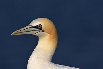 Detail of the northern gannet (Morus bassanus) seabird head in the cliff of Helgoland island