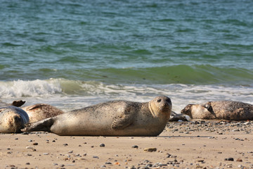 The harbor (or harbour) seal (Phoca vitulina), also known as the common seal in the white sand beach on the Düne island near Helgoland island in east Germany