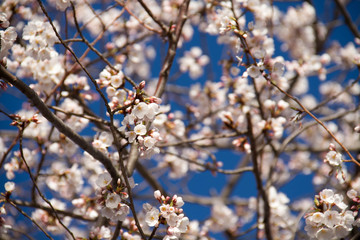Cherry blossom flowers blooming with blue sky