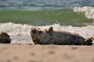 The harbor (or harbour) seal (Phoca vitulina), also known as the common seal in the white sand beach on the Düne island near Helgoland island in east Germany