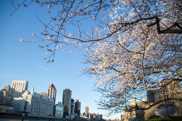 Cherry blossom tree and buildings in New York
