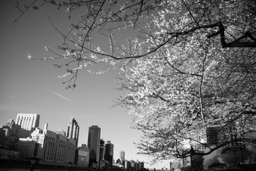 Cherry blossom tree and buildings in black and white style, New York