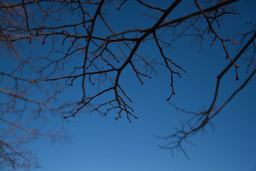 Branches without leaves and dark blue blurred background