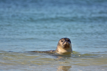 Obraz premium The harbor (or harbour) seal (Phoca vitulina), also known as the common seal in the white sand beach on the Düne island near Helgoland island in east Germany