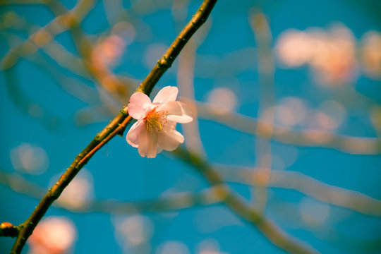 Fototapeta Blooming cherry blossom flower on thin branch and blurred background in pastel vintage