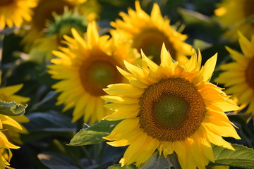 sunflower