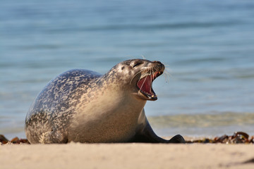 The harbor (or harbour) seal (Phoca vitulina), also known as the common seal in the white sand...