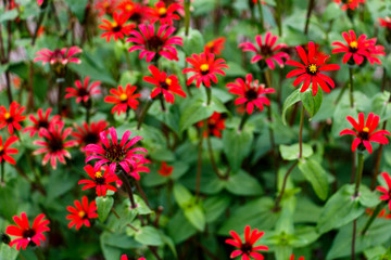 Chrysogonum peruvianum  Zinnia Flower Blossom Red Fuchsia Garden