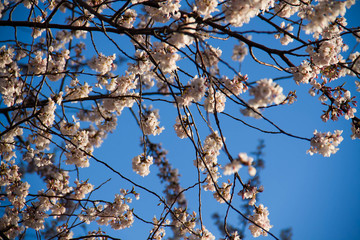 Cherry blossom flowers in spring