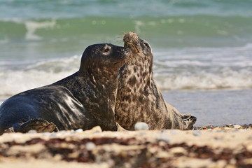 Fighting harbor (or harbour) seals (Phoca vitulina), also known as the common seals in the white sand beach on the Düne island near Helgoland island in east Germany
