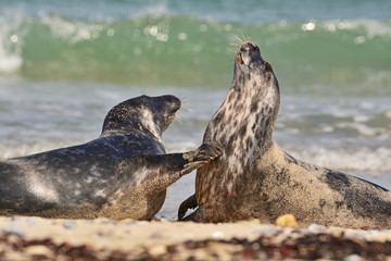 Fighting harbor (or harbour) seals (Phoca vitulina), also known as the common seals in the white sand beach on the Düne island near Helgoland island in east Germany