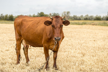 brown cow grazing in a yellow field