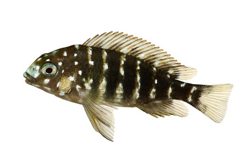 White spotted cichlid Tropheus duboisi aquarium fish lake Tanganyika