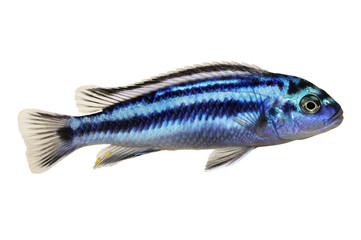 Metallic bluegray mbuna malawi cichlid Melanochromis johannii aquarium fish johanni 