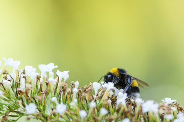 Close-up of a bumble-bee on a white flower. Shallow depth of field.