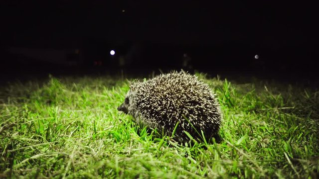 A small hedgehog sneezes, looks into the camera, then escapes into the darkness