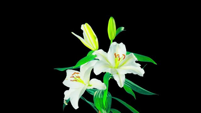 White lilies blossom, time-lapse with alpha channel
