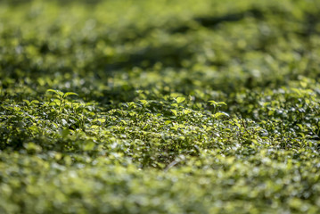Private Garden in Marathon, Keys Florida USA