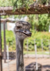 Ostrich on a farm near the city of Oudtshoorn