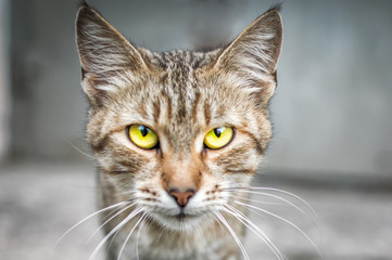 gray thin cat with yellow eyes a portrait on the street