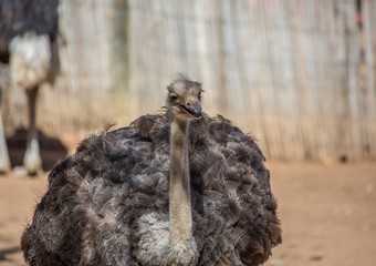 Ostrich on a farm near the city of Oudtshoorn
