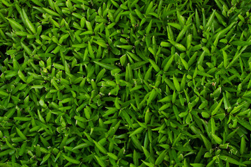 green plant wall background