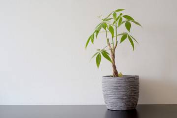 Money tree in a pot on a black wooden table white wall background.
