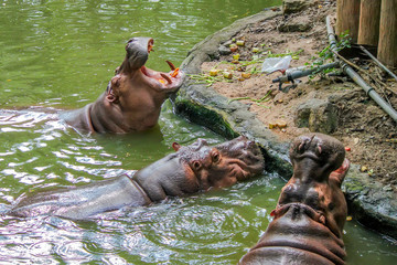 Close-up of hippo with open chaps