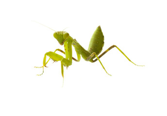 Mantis on white background. Closeup image of mantis. Soothsayer or mantis green insect. Mantis head and arms. Grass green Mantodea from tropical nature. Mantis isolated