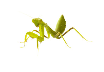 Mantis on white background. Closeup image of mantis. Soothsayer or mantis green insect. Mantis head and arms. Grass green Mantodea from tropical nature. Mantis isolated
