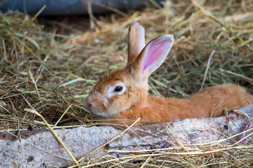 Cute orange rabbit on hay