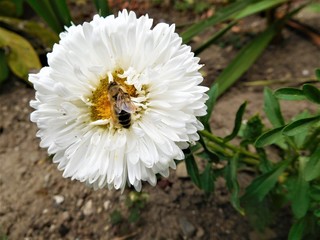 The white bloom with bee