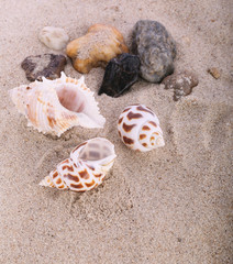Fototapeta na wymiar Sea shells with sand as background