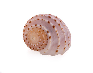 Sea shell on white background