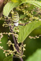 Ragno vespa ( Argiope bruennichi )