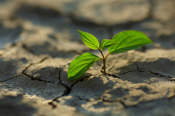 young plant growing through the ground