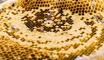 Isolated Honeycomb Top