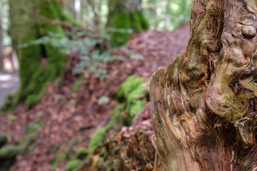 Maserung Holz am gefällten Baumstamm der verrottet