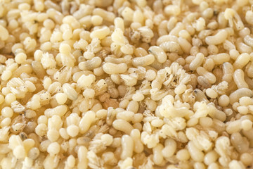 Ant eggs.